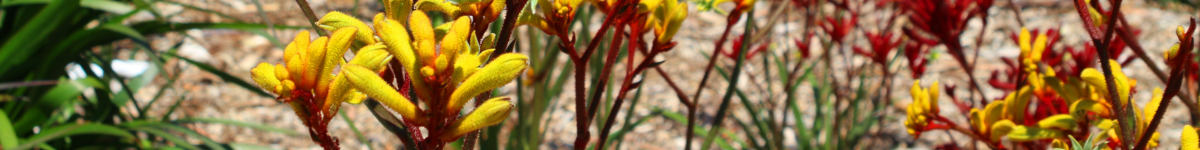 Anigozanthos Anigozanthos