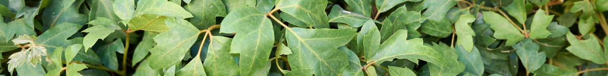 Cissus Cissus