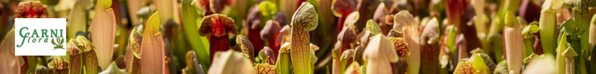 Carnivorous plants Carnivorous plants