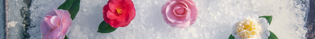 Camellia Camellia