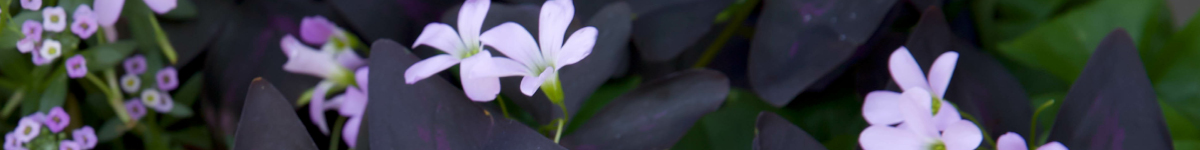 Oxalis Oxalis