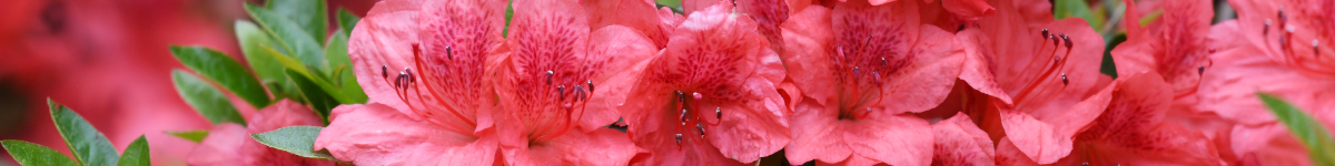 Rhododendron Rhododendron