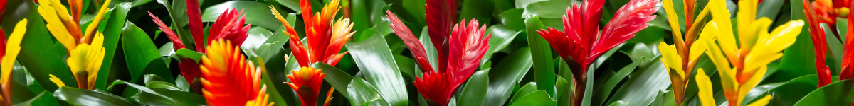 Vriesea Vriesea