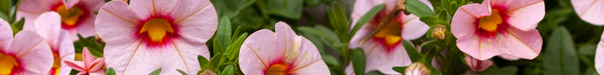 Calibrachoa Calibrachoa